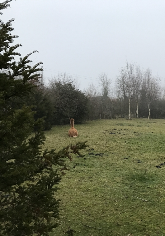 View in a field